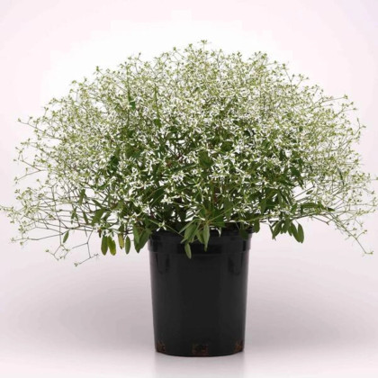 Prýštec trávovitý Glamour F1 - Euphorbia graminea - semená prýštca - 12 ks