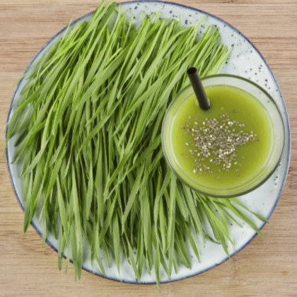 BIO microgreens súprava - mladá pšenica, pšeničná tráva - Sperli - 1 ks