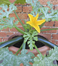 Cuketa Patio Star F1 - cuketa do kvetináča - Cucurbita pepo - semená cukety - 6 ks