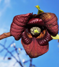Indiánsky banán Paw Paw - Asimina triloba - semená indiánskeho banánu - 4 ks