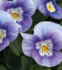 Fialka rohatá Sorbet levanduľová ružová - Viola cornuta - semená fialky - 20 ks
