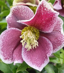 Čemerica Pretty Ellen bodkovaná - Helleborus orientalis - prostokorenné sadenice čemerice - 1 ks