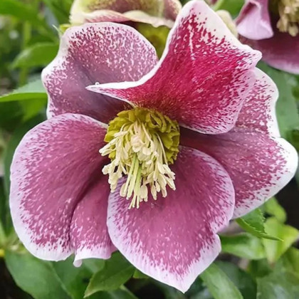 Čemerica Pretty Ellen bodkovaná - Helleborus orientalis - prostokorenné sadenice čemerice - 1 ks