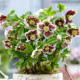 Čemerica Pretty Ellen bodkovaná - Helleborus orientalis - prostokorenné sadenice čemerice - 1 ks