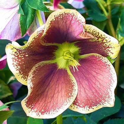 Čemerica Pretty Ellen bodkovaná - Helleborus orientalis - prostokorenné sadenice čemerice - 1 ks