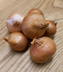 Cibuľa šalotka Biztro - Allium cepa - cibuľky - 250 g