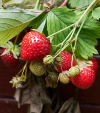 Jahoda Korona - Fragaria ananassa - voľnokorenné sadenice jahôd - 5 ks