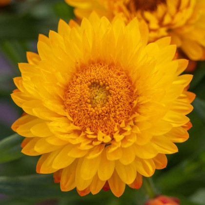 Slamienka Lemon Yellow - Helichrysum bracteosum - semená slamienky - 300 ks