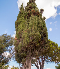 Cypruštek portugalský - Cypressus lusitanica - semená cyprušteka - 7 ks