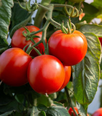 Paradajka Rentita - Solanum lycopersicum - semená paradajok - 15 ks