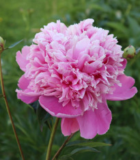 Pivónia plnokvetá Dr. Alex Flamming - Paeonia lactiflora - hľuzy pivónie - 1 ks