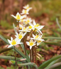 Tulipán turkestánky - cibule tulipánu - cibuľky - 3 ks