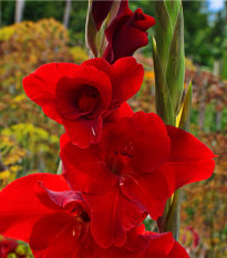 Gladiola červená - Gladiolus Nanus Mirela - gladioly - hľuzy gladioly - 3 ks