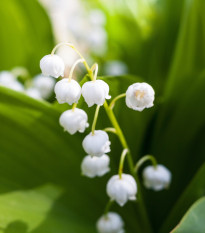 Konvalinka vonná biela - Convallaria majalis - voľnokorenné sadenice konvalinky - 1 ks