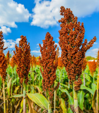 Cirok dvojfarebný - Sorghum bicolor - semená ciroku - 4 ks