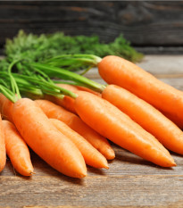 BIO mrkva Rothild veľmi skorá - Daucus carota - bio semená mrkvy - 0,5 g