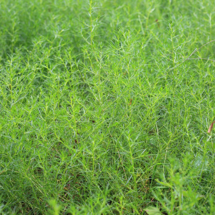 Slanobyľ - Salsola komarovii - semená slanobyľu - semiačka - 1 gr