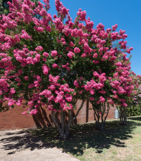 Krepová myrta - Lagerstroemia indica - semená myrty - 6 ks