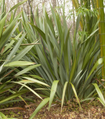 Ľanovník novozélandský - Phormium tenax - semená ľanovníka - 6 ks