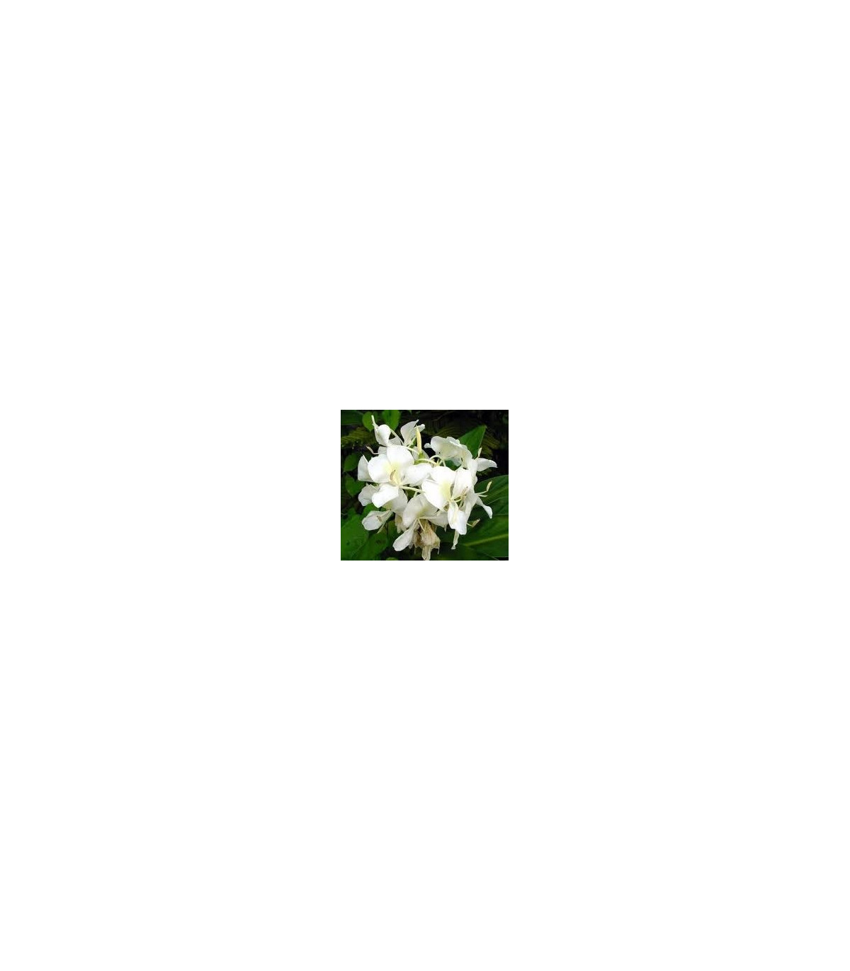 Biely zázvor - Hedychium coronarium - semená zázvoru - semiačka - 4 ks
