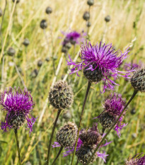 Nevädza hlaváčovitá - Centaurea scabiosa - semená - 80 ks