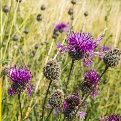 Nevädza hlaváčovitá - Centaurea scabiosa - semená - 80 ks