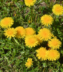 Púpava lekárska - Taraxacum offiicinalis - semená púpavy - 400 ks