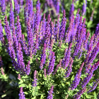 Šalvia belasá Blue Queen - Salvia nemorosa - semená šalvie - 20 ks