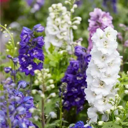 Ostrožka záhradná hyacintokvetá - zmes - Delphinium ajacis - semená - 300 ks