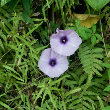 Povojník purpurový - Ipomoea purpurea - semená povojníka - semiačka - 25 ks