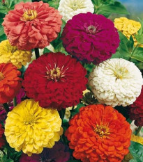 Cínia pôvabná obrovská - Zinnia elegans - semená - 0,5 g