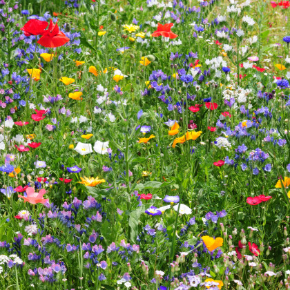 Letničky zmes - divoké poľné kvety - semená letničiek - semiačka - 0,9 gr