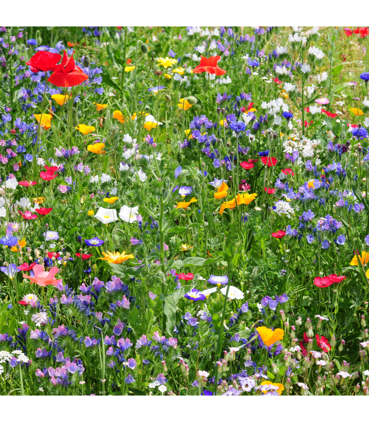 Letničky zmes - divoké poľné kvety - semená letničiek - semiačka - 0,9 gr