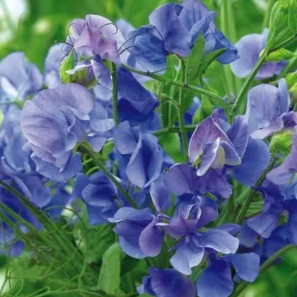 Hrachor voňavý kráľovský modrý - Lathyrus odoratus - semená hrachora - semiačka - 20 ks