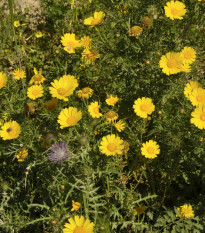 Margaréta ovsená Helios - Chrysantemum segetum - semená - 0,3 g