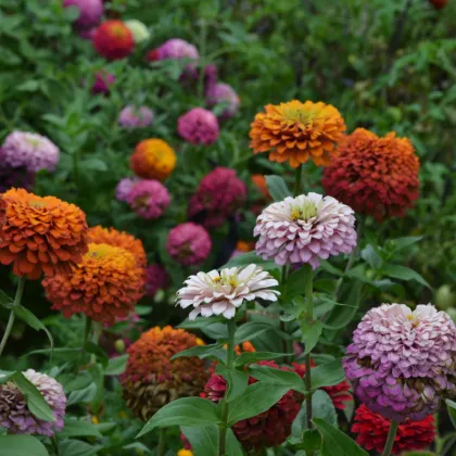 Cínia pôvabná - zmes kalifornská obrovská - Zinnia elegans - semená cínie - semiačka - 50 ks