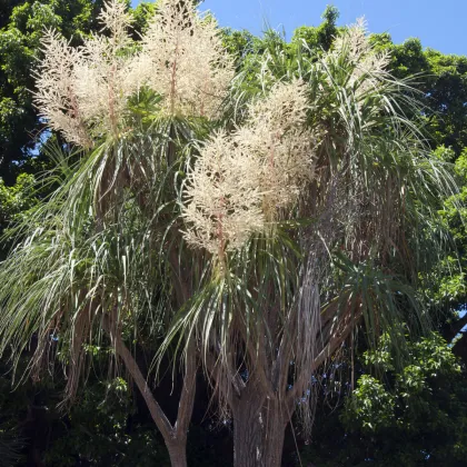 Nolina - Slonia noha - Beaucarnea longifolia - semená - semiačka - 5 ks