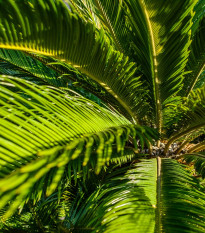 Cykas Zamia floridana - semená cykasa - semiačka - 2 ks