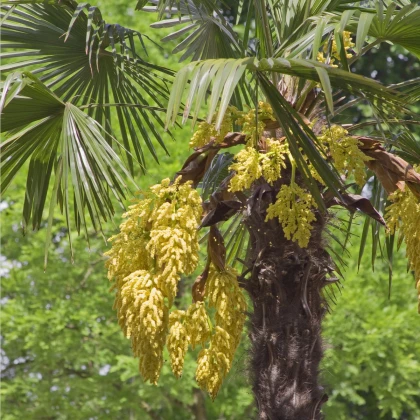 Palma konopná - Trachycarpus fortunei - semená palmy - semiačka - 2 ks