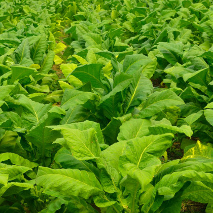 Tabak Burley - Nicotiana tabacum - semená tabaku - 20 ks