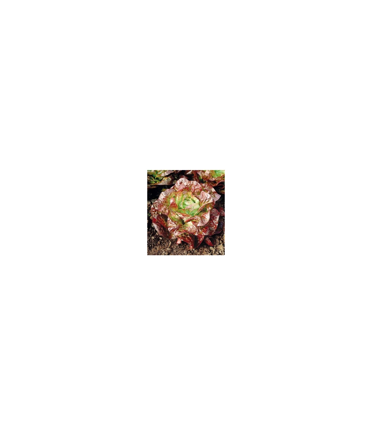 Šalát hlávkový červený - Latusa sativa - semená šalátu - semiačka - 0,5 gr