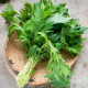 Namenia - Brassica rapa - semená namenie - 200 ks