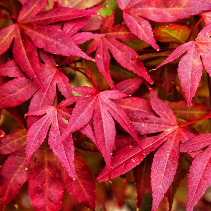 Javor japonský - Acer palmatum - semená javora - 5 ks