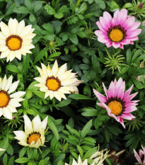 Gazánia zmes farieb - Gazania rigens - semená gazánie - semiačka - 0,15 gr