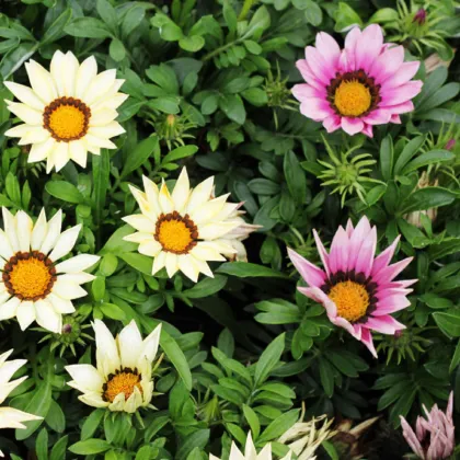 Gazánia zmes farieb - Gazania rigens - semená gazánie - semiačka - 0,15 gr