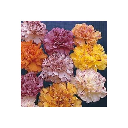Klinček karafiát mix farieb - Dianthus caryophyllus - semená klinčeka - 130 ks