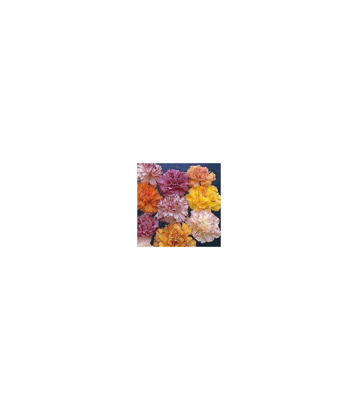 Klinček karafiát mix farieb - Dianthus caryophyllus - semená klinčeka - 130 ks