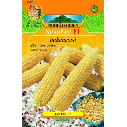 Kukurica pukancová F1 - Zea mays - semená kukurice - 15 ks