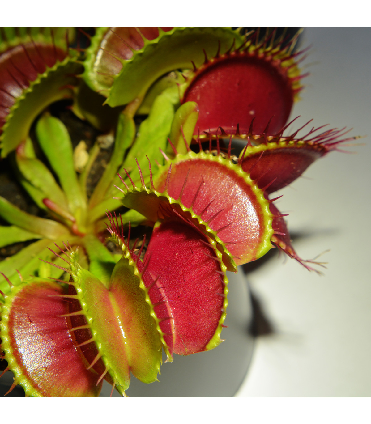 Mucholapka červená Redline - Dionaea - semená - 10 ks