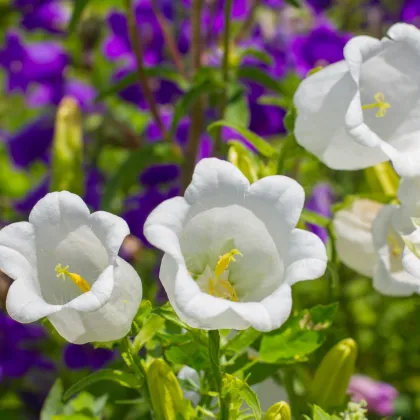 Zvonček karpatský biely - Campanula carpatica - semená zvončeka - 0,03 g